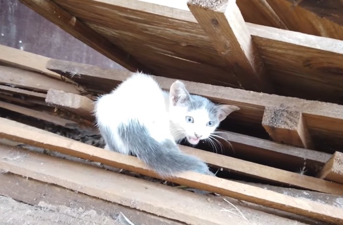 鳴いている子猫