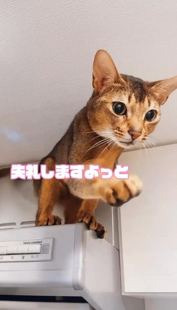 レンジフードの上で前足を伸ばす猫