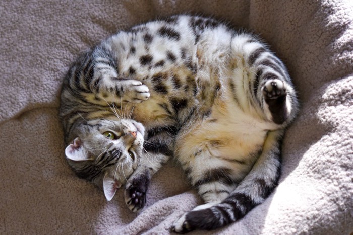 お腹を見せる猫