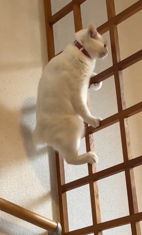 壁から足を離す白猫