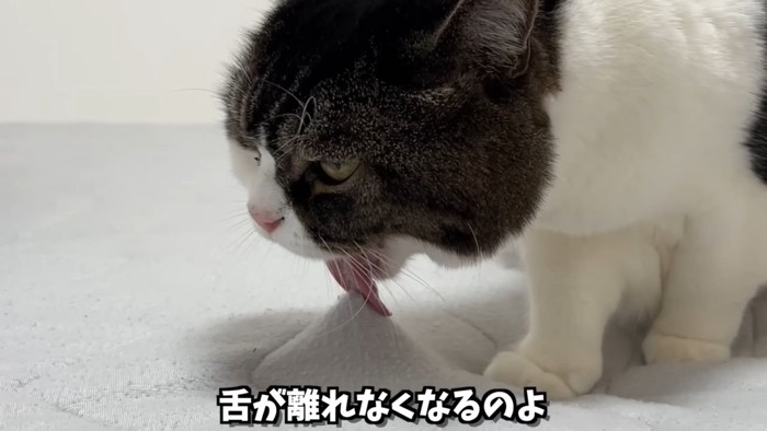 布団を舐める猫