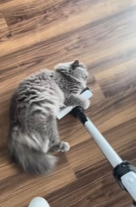 掃除機のヘッドに前足をかけて横たわる猫