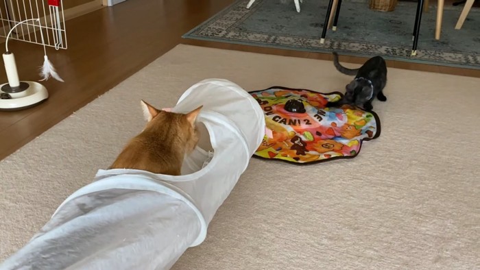 トンネルの中にいる猫と遊ぶ子猫