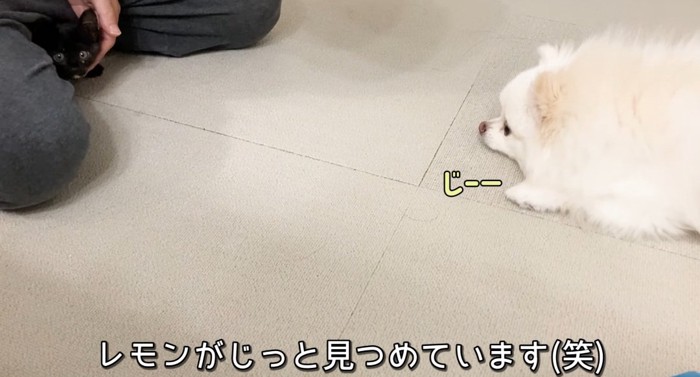 向かい合う猫と犬