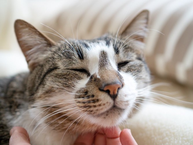 猫の顎の下を撫でる人の手