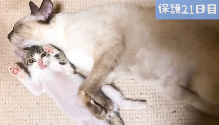 シャム猫とバンザイする子猫