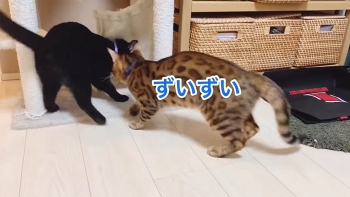 黒猫に向かっていくベンガル