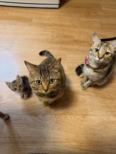 見上げる3匹の猫