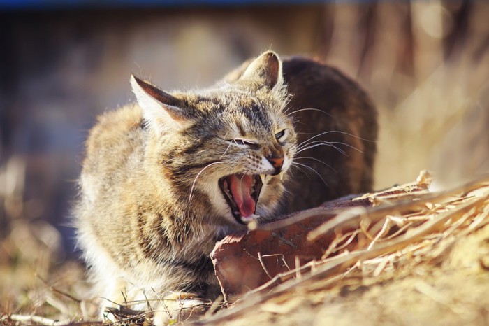 牙を見せている猫