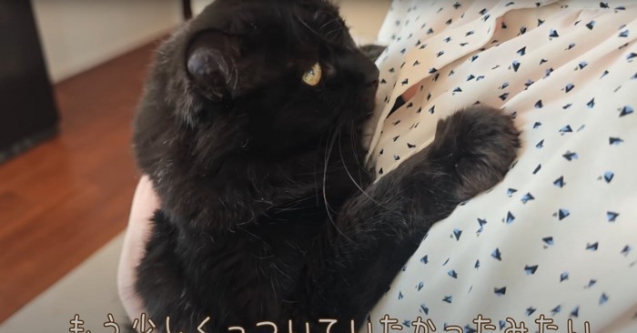 抱き着く猫