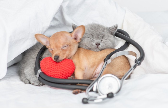 子犬と子猫が嬉しそうに寝ている写真