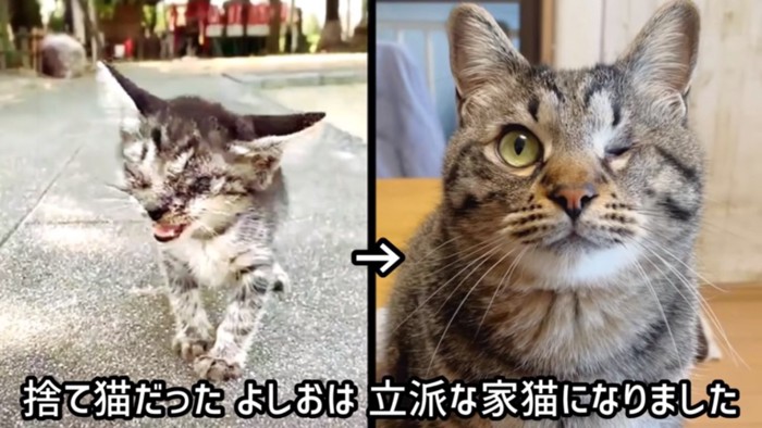 立派な家猫に