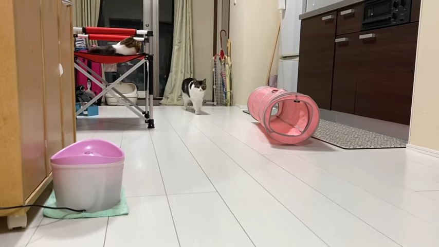 歩いてくる猫