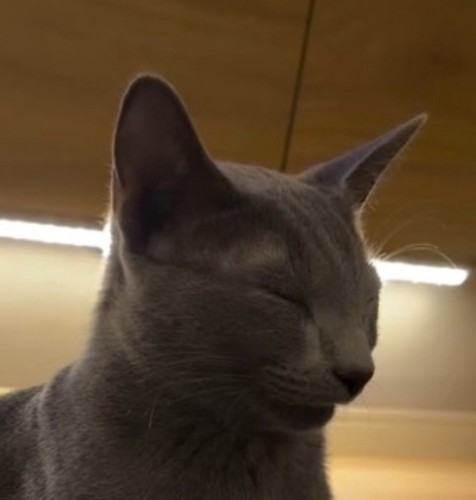 座ったまま目を閉じる猫