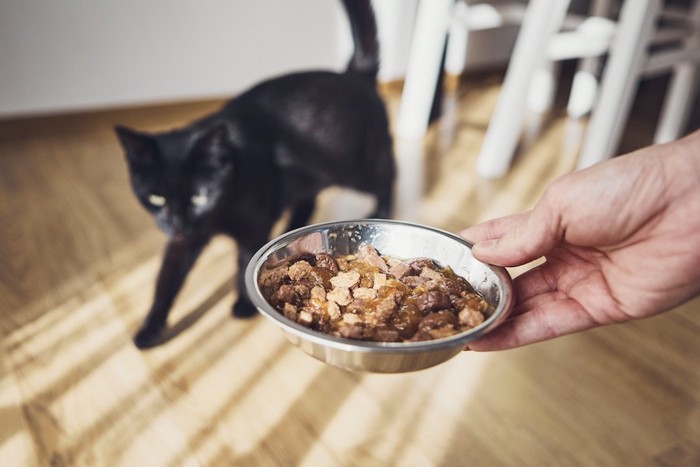 飼い主が持っている食事を待つ猫