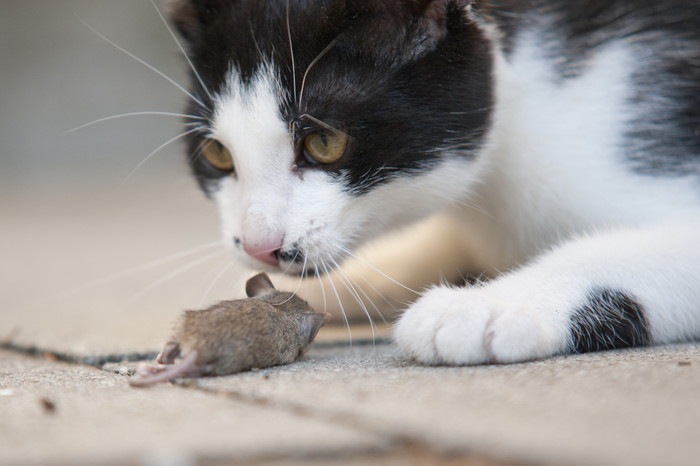 ネズミを持ち帰った猫