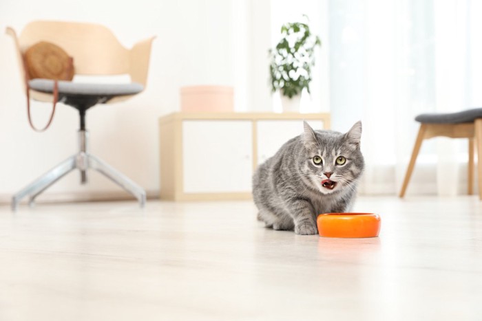 周りを見割らせる場所で食べる猫