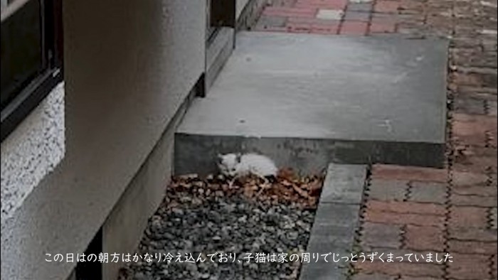うずくまっている子猫