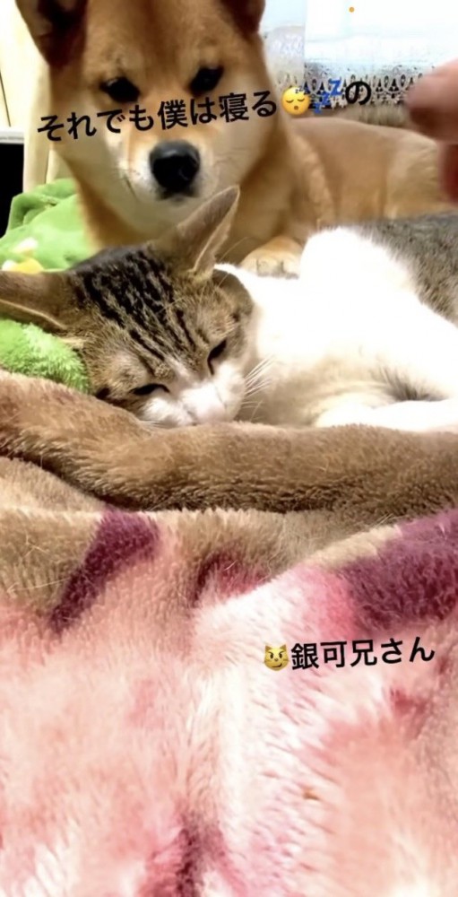 耳を元に戻してあげた飼い主さん