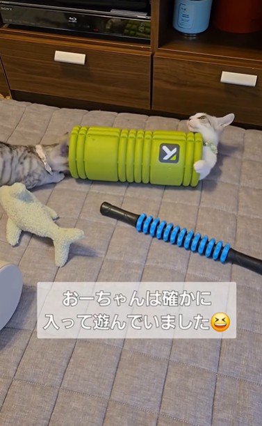 ローラーで遊んでいる2匹の猫