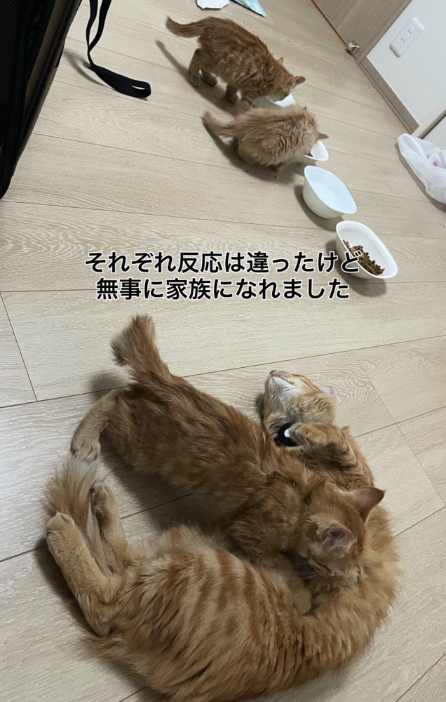 ごはんを食べる子猫と授乳中の母猫