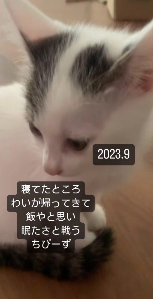 ご飯の音に反応する子猫