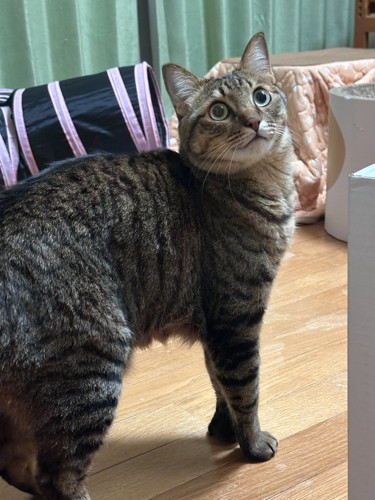 振り向く猫