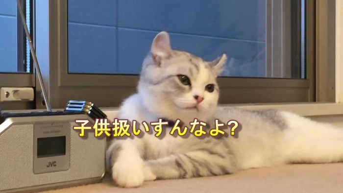 窓辺で佇む猫