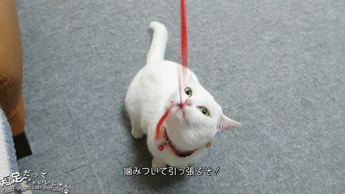 リボンを噛む猫