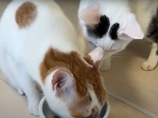 ご飯を狙う猫