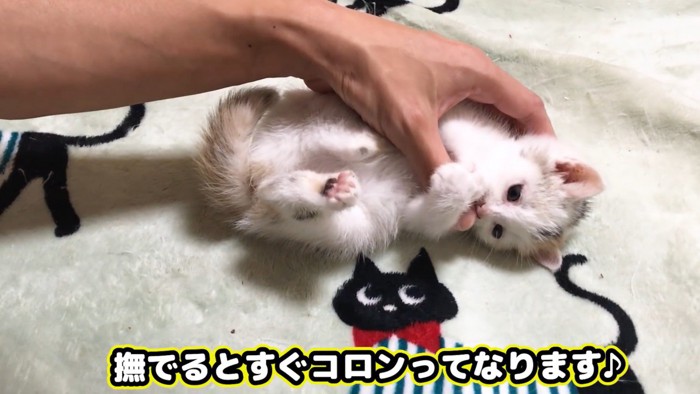 コロンと転がる子猫