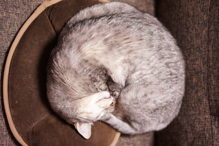 アンモニャイトをする猫