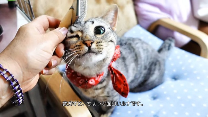 ウインクする猫