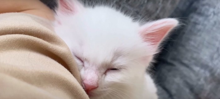 子猫アップ