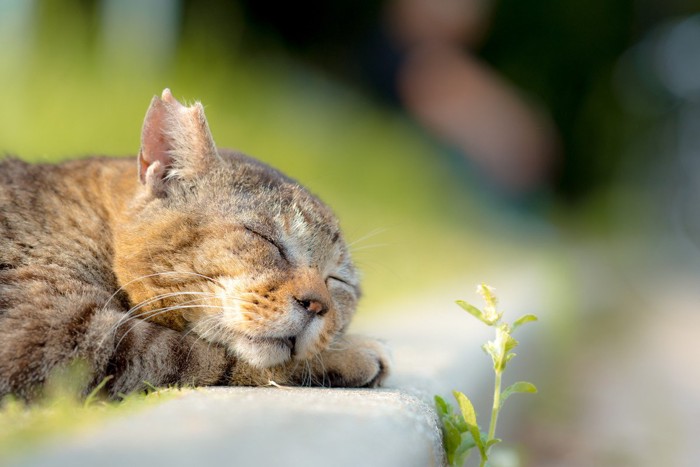 リラックスしながら眠る野良猫