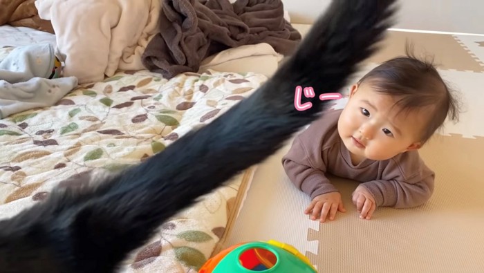 猫の尻尾を凝視する赤ちゃん