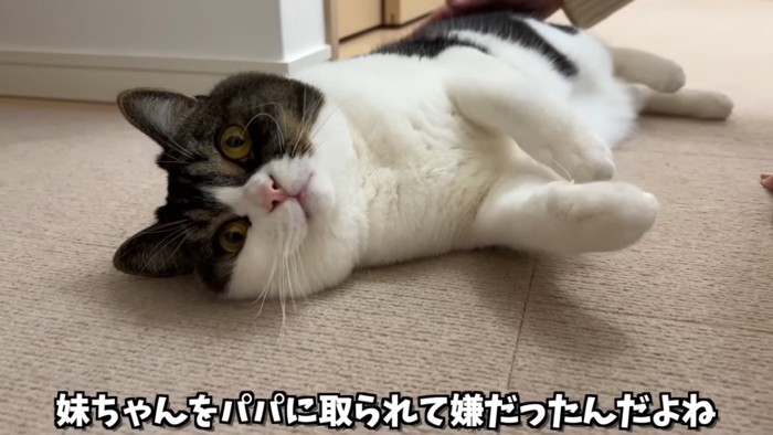 寝転ぶ猫