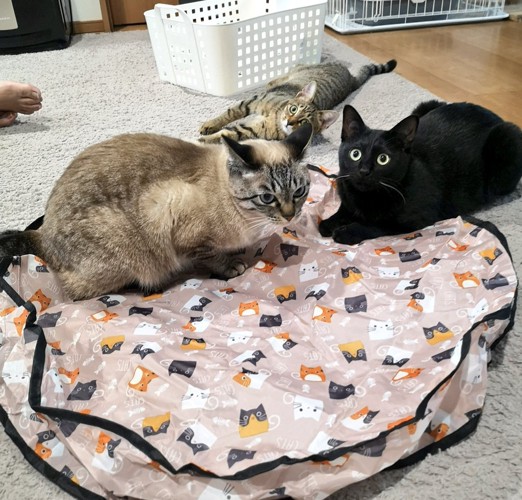 3匹の猫