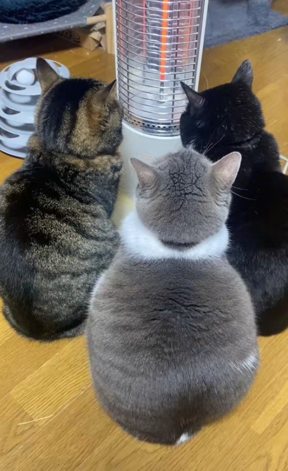 3匹の猫の後ろ姿