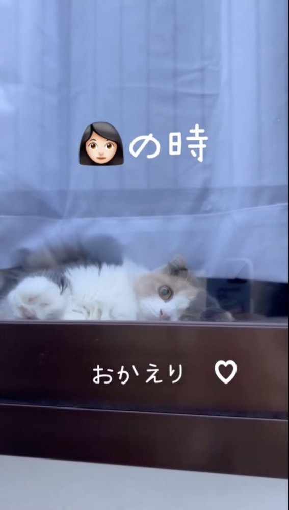 窓際で寝転ぶ猫