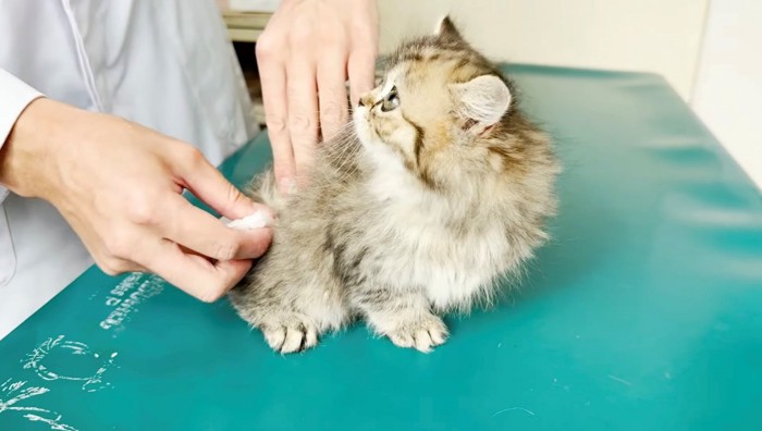 茶色・長毛の子猫