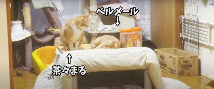 テーブルの上の2匹の猫