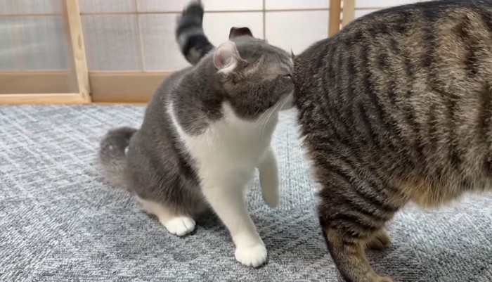 お尻に顔がついてる猫