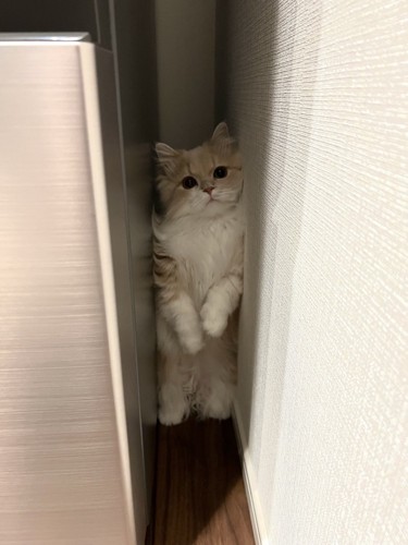 冷蔵庫に挟まる猫