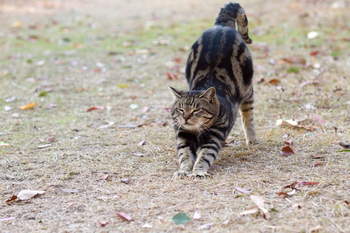 芝生の上で伸びをしている猫