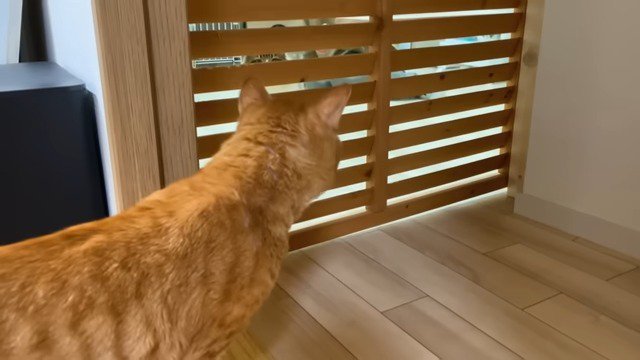 部屋を覗く猫