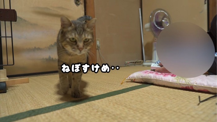 歩いて去る猫