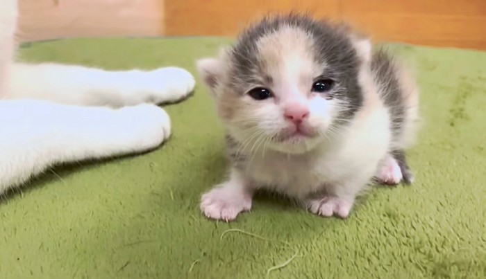 くっつけるママを探す子猫の目