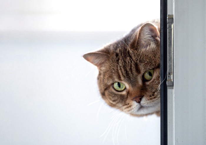 壁から覗く猫