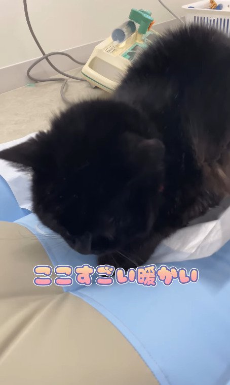 少しずつ体温が上がってくる猫